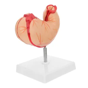 1pc Plastic Human Stomach Model for Realistic Teaching Aid for Science Classroom Lifelike Appearance for Anatomy Studies