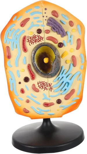 Anatomical Animal Cell Model Educational Display for Biology Teaching Detailed Cell Anatomy Kit for Classroom Learning Research and Laboratory Use
