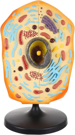 Animal Cell Model Display Kit Educational Teaching Aid for Middle School Science Classrooms Anatomical Structure Learning Tool for Biology Enthusiasts and Students