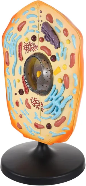 Animal Cell Teaching Model Anatomical Biology Display for Classroom Use Easy to Operate Detailed Organelles for Students and Teachers Educational Tool for Science