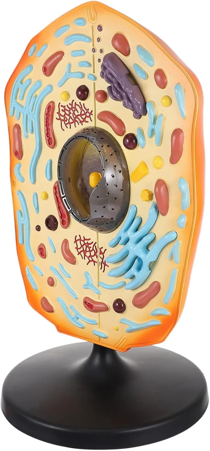 Animal Cell Teaching Model Anatomical Biology Display for Classroom Use Easy to Operate Detailed Organelles for Students and Teachers Educational Tool for Science