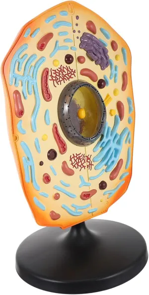 Educational Animal Cell Model Kit for Middle School Detailed Anatomy Display for Biology Teaching Realistic Visualization of Animal Cell Parts for Learning and Research