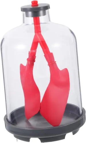 IMIKEYA Sturdy Construction Lung Model User-Friendly for Biology Lessons Lung Function Demonstration