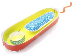 NewPath Simple Bacterial Cell 3-D Model Making Kit - Individual Student Edition (24-7730)