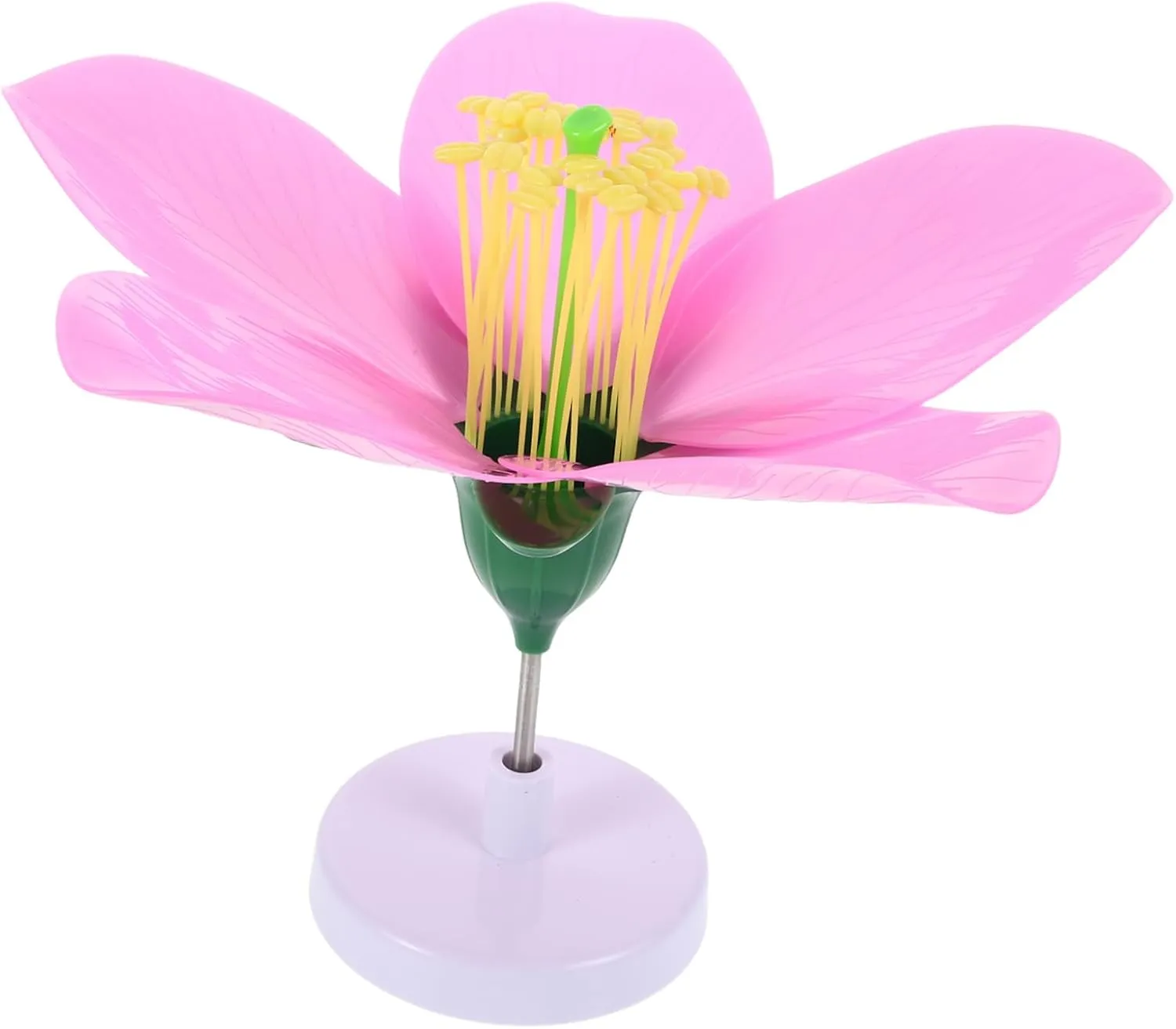 Yardwe Synthetic Model for Biology Education Detailed Flower Anatomy Teaching Tool for High School and Middle School Science Experiments