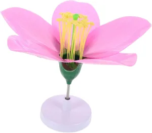 Yardwe Synthetic Model for Biology Education Detailed Flower Anatomy Teaching Tool for High School and Middle School Science Experiments